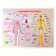«Анатомия человека» с индукционной петлей