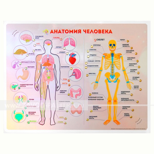 «Анатомия человека» 